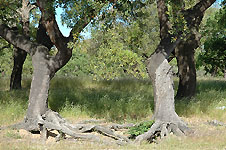 Klik hier voor een vergroting van de foto.