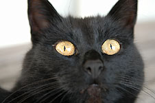 Klik hier voor een vergroting van de foto.