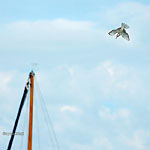 Klik hier voor een vergroting van de foto.