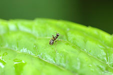 Klik hier voor een vergroting van de foto.