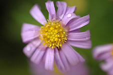 Klik hier voor een vergroting van de foto.